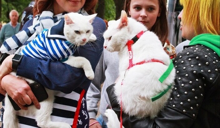 кот 2018 коте