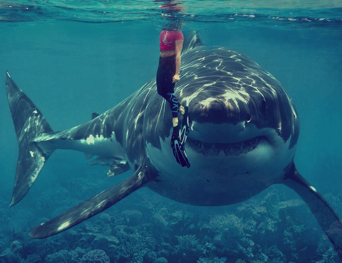 фото акулы в египте