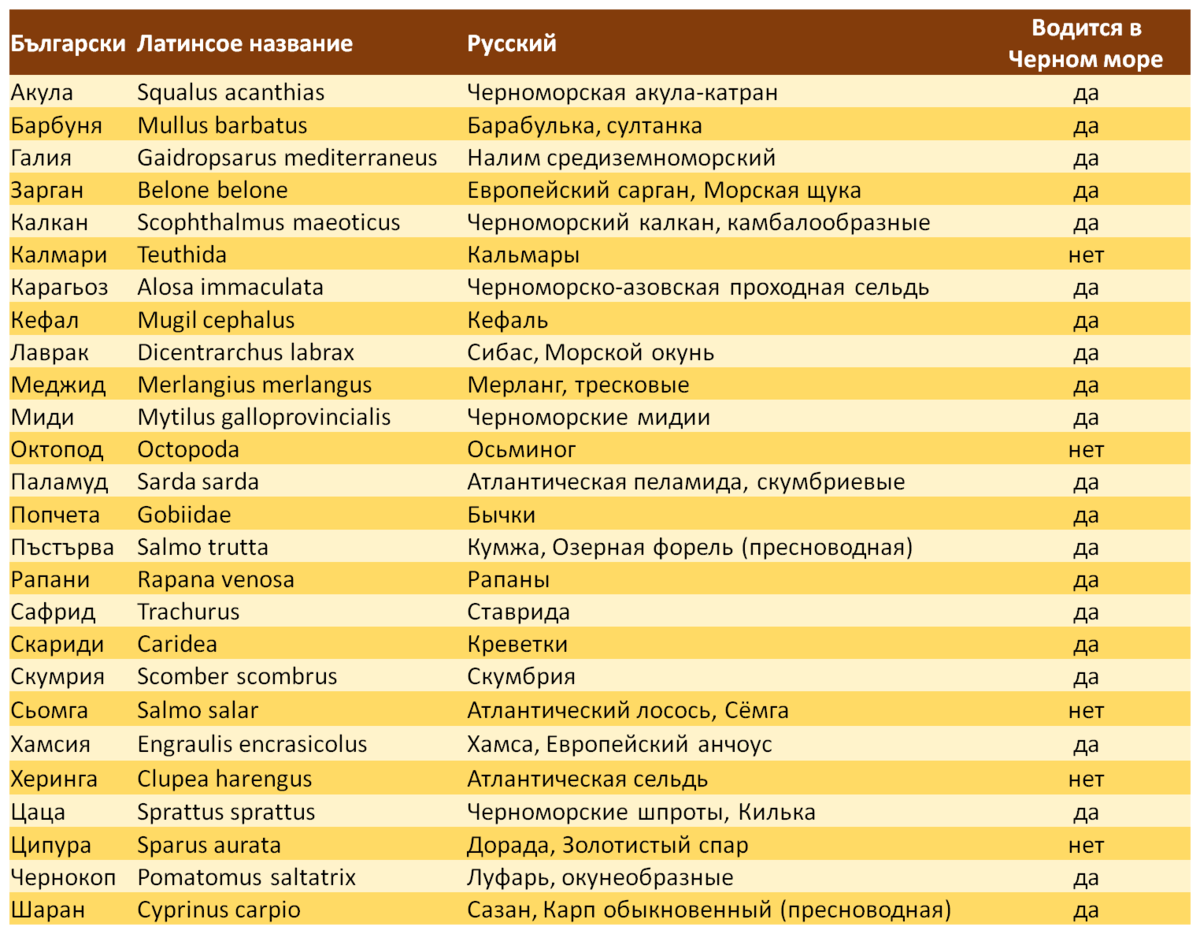 Заказываем рыбные блюда в ресторанах Болгарии - как разобраться в болгарских  названиях рыбы и морепродуктов? | barcafe.bg | Дзен