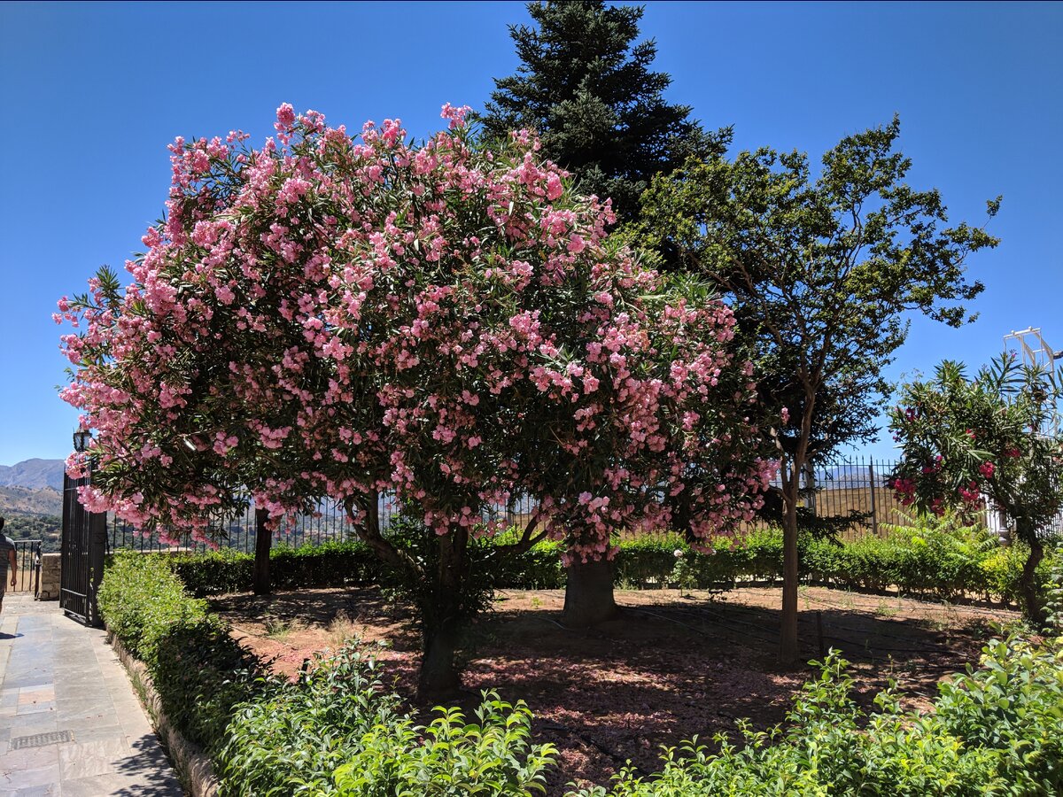 Сад в городе Ронда (100км от Малаги)