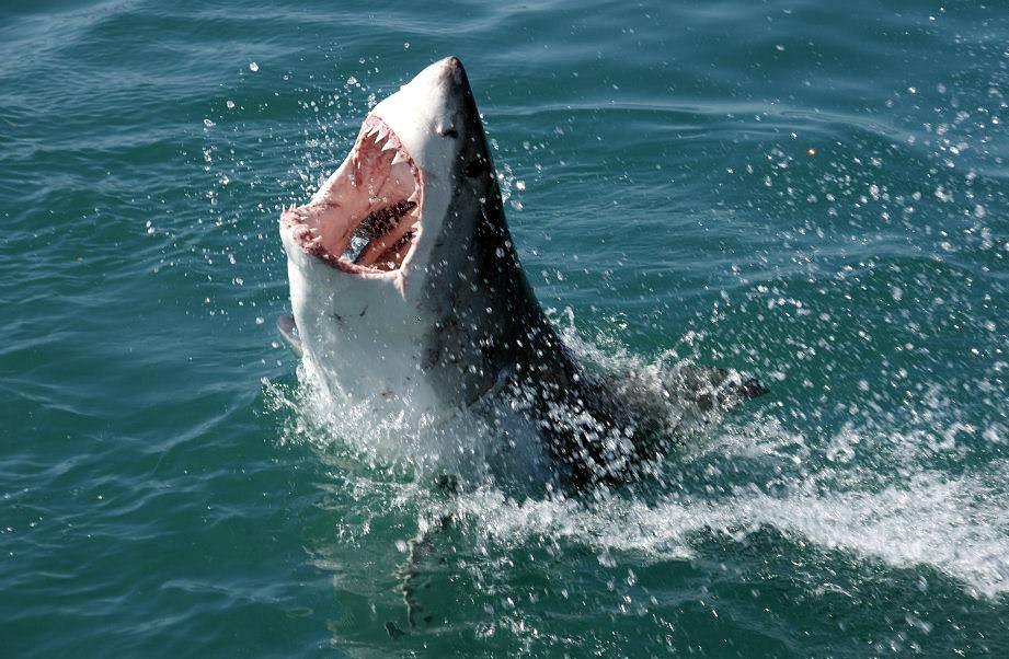 Большая белая акула. Фото принадлежат travelbag.co.uk
