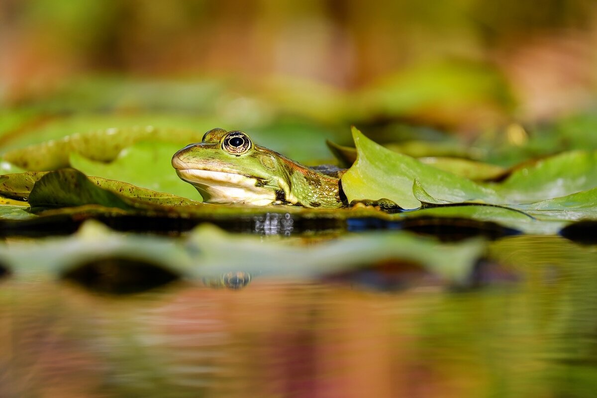 Фото: pixabay.com