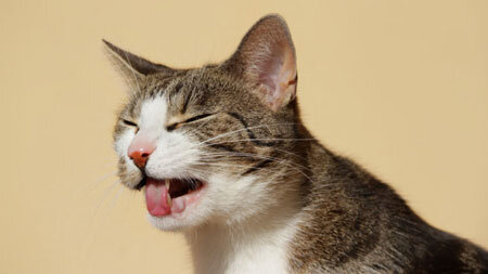 Рвота у кошек