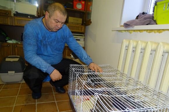 Кошку, которую выхаживает Николай Костюк, принесли зоозащитники – она была в глубокой коме от холода и голода. Скорее всего, выпала из окна и прибилась в подвал. Обмороженную и обледенелую ее чудом откачали и теперь будут искать для нее добрые рук. 