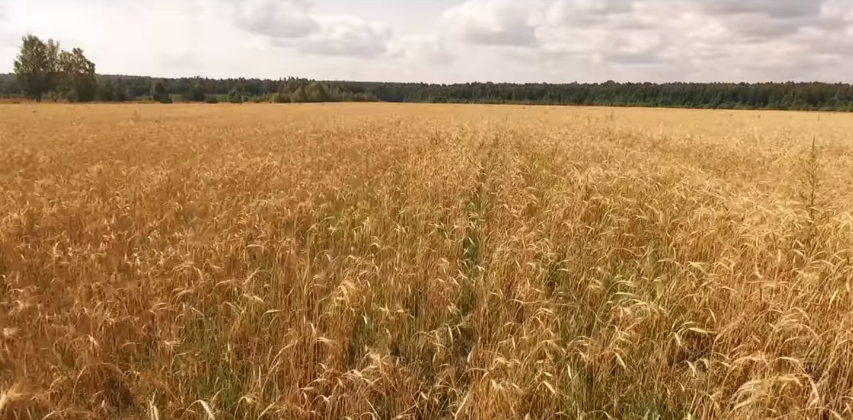 Фотография с авторскими правами. Дмитрий Шляков.