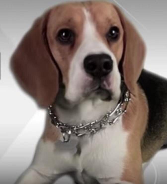 Собака породы Бигль