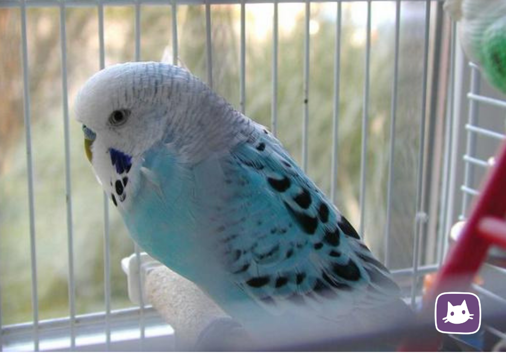 Раздел 1: Основы дрессировки птиц