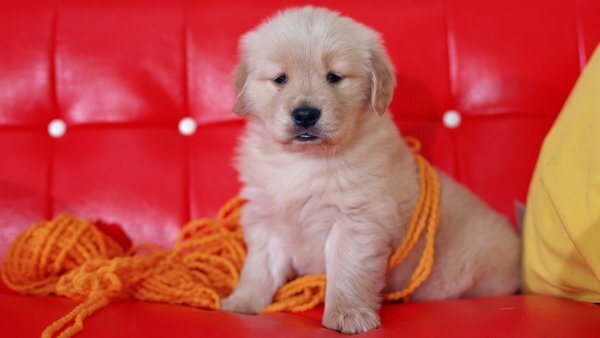 Что снижает кровяное давление лучше, чем лекарства? Как лечить депрессию? Как предсказать головную боль? Исследователи соглашаются - принять собаку. Вот семь фактов и информации из мира науки, которые доказывают, что собака является средством от всего зла.