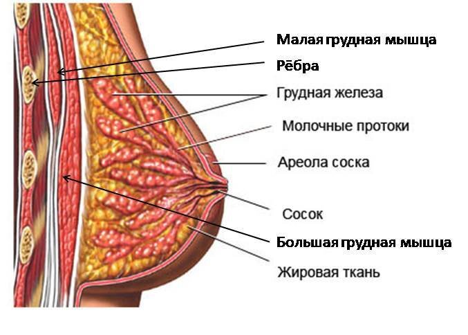 Большая ареола соска