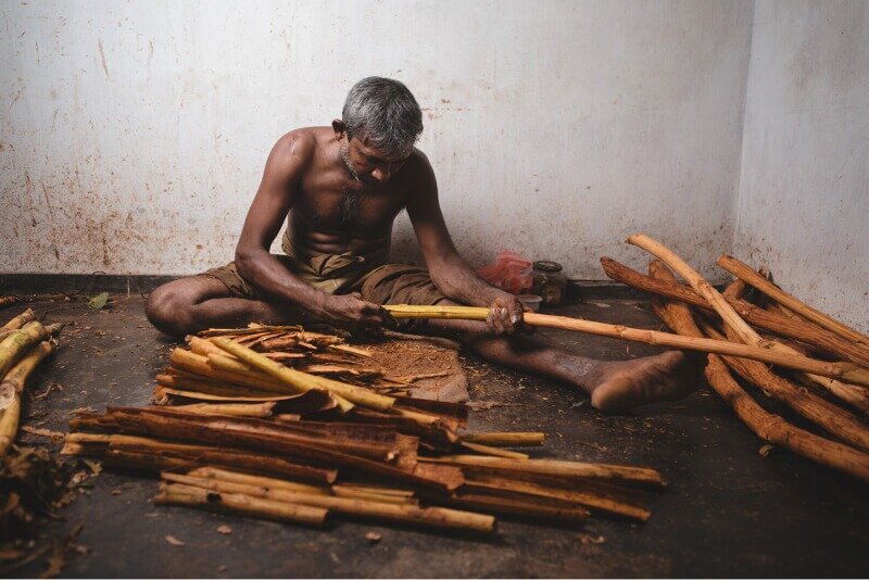 Корица. Цейлонская корица дерево. Корица настоящая в природе. Как делают корицу. Коричник цейлонский дерево.