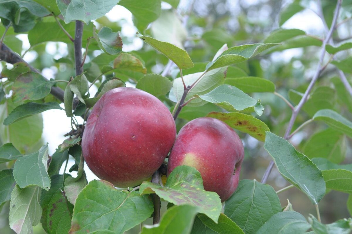 Лучшие сорта яблонь для Ленинградской области: необычные северные садовые сорта и поздние финские вкусные