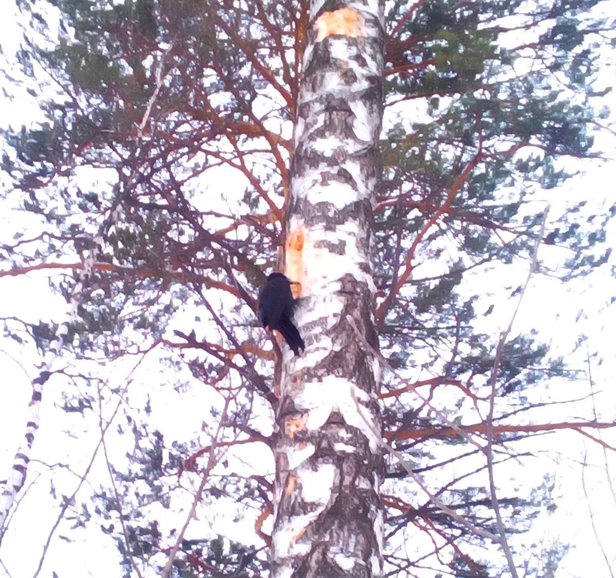 Дятел разворачивает корпус почти на 90 градусов, что бы сделать удар клювом о ствол дерева.