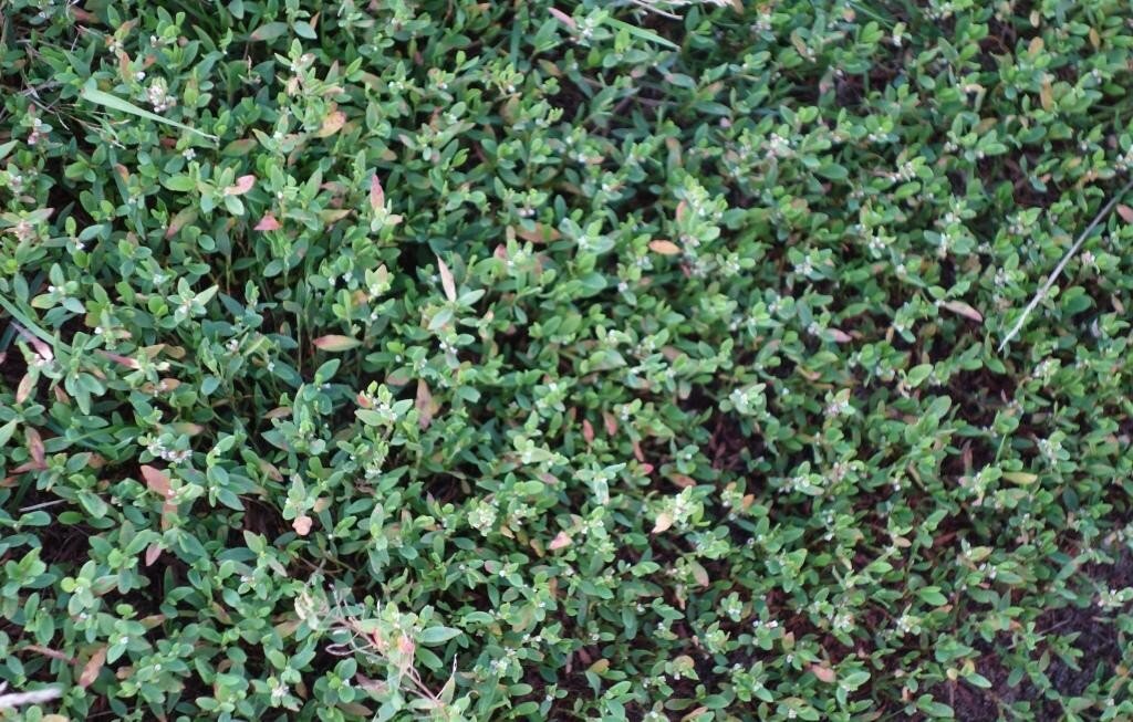 Горец птичий семена. Спорыш лужайка. Спорыш трава для газона. Горец птичий семена. Горец птичий спорыш.