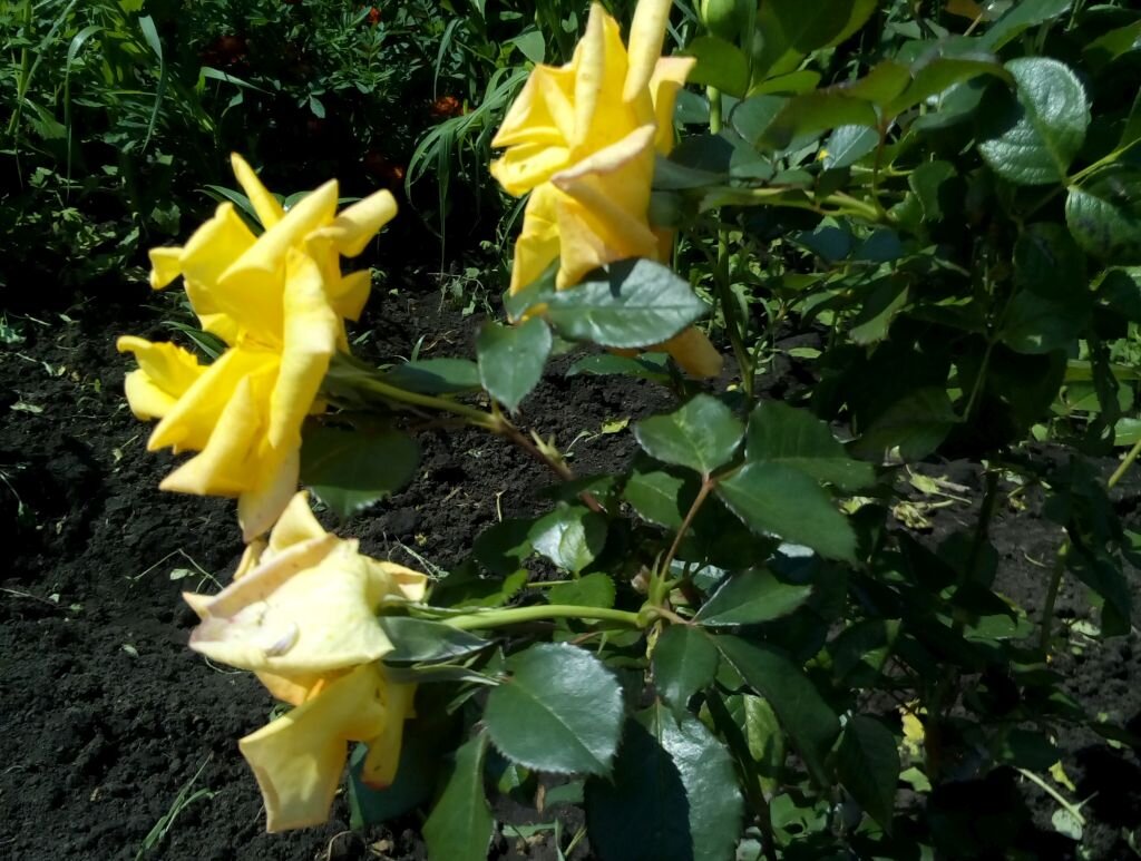 Да, я знаю как называют фотографии подобного качества. Сделана она была на телефон аж в 2015 году (хотя это слабое оправдание).