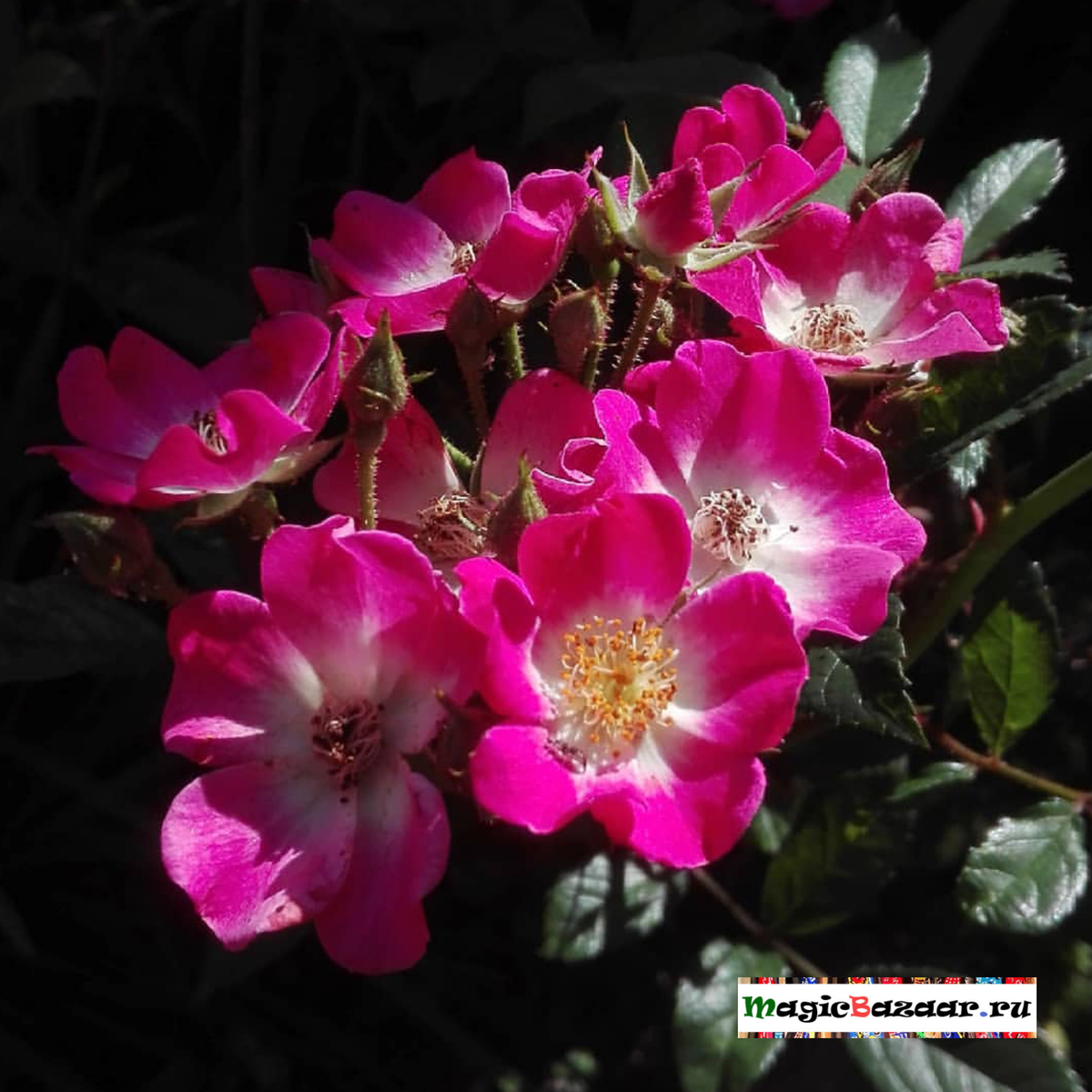 Масло мускусной розы, в основном, производят из чилийской розы. В нашем производстве представлено редкое масло розы из Дамаска.