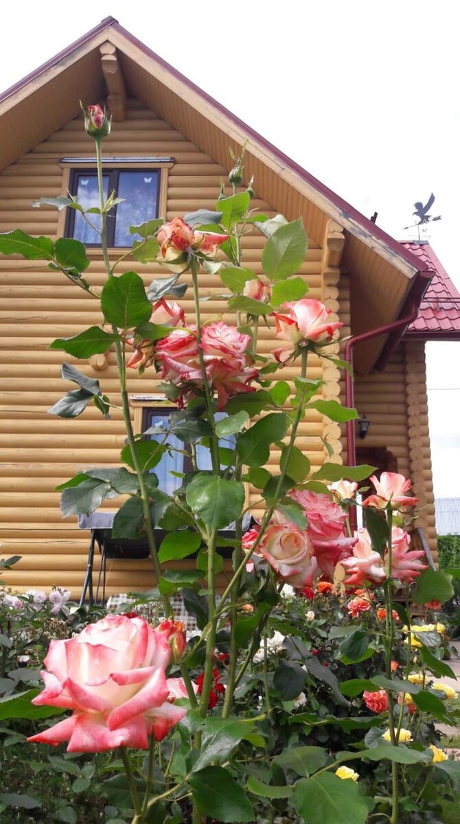 Императрица Фарах. Чайно-гибридная роза