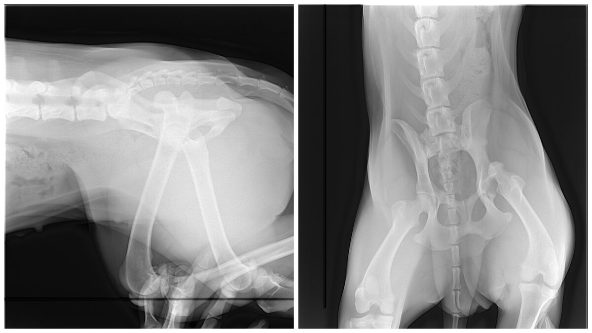 Снимки Лекси после случившегося. Видно, что кость не на своем месте.
