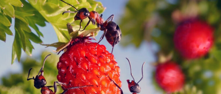 Муравьи не прочь полакомиться сочными ягодками