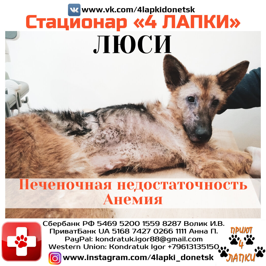Люси в ветеринарной клинике