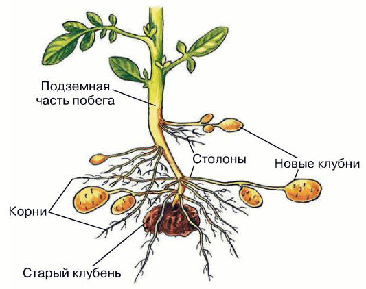 Картошка рисунок биология