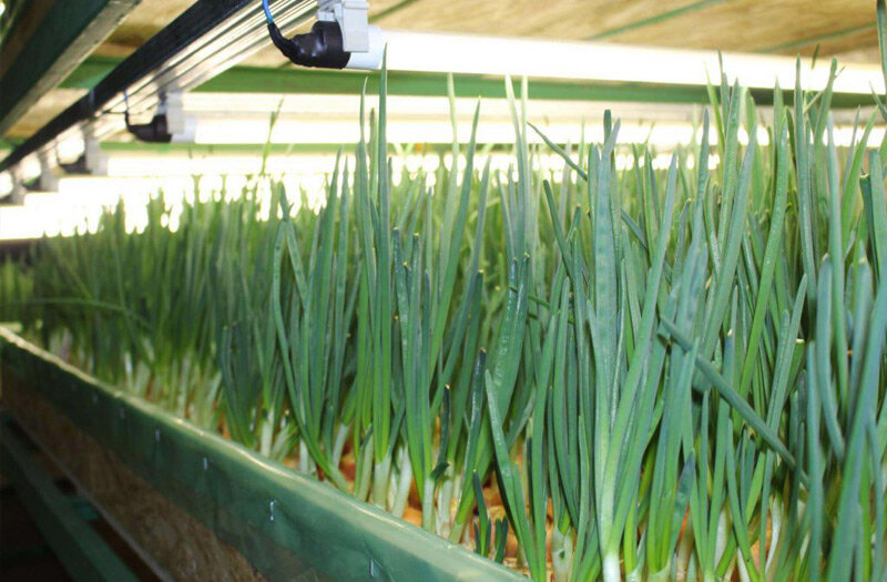 Выгонка лука на перо мостовым способом