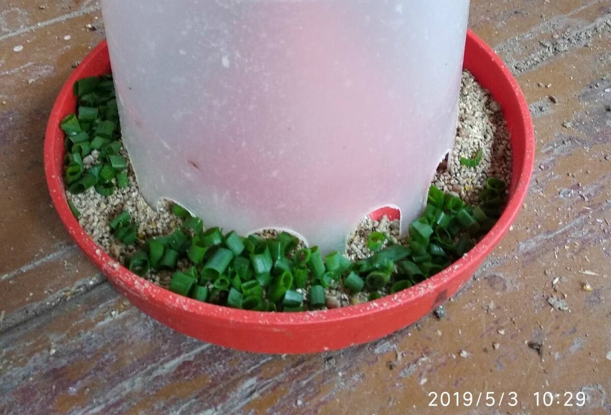 зеленый лук с кормом для бройлеров