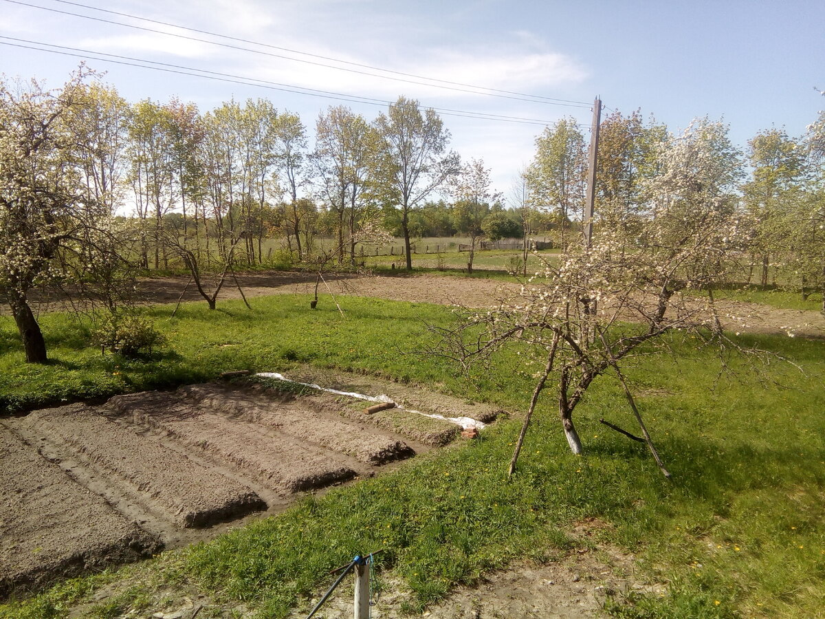 По границе участка вместо забора посажена полоса клёна