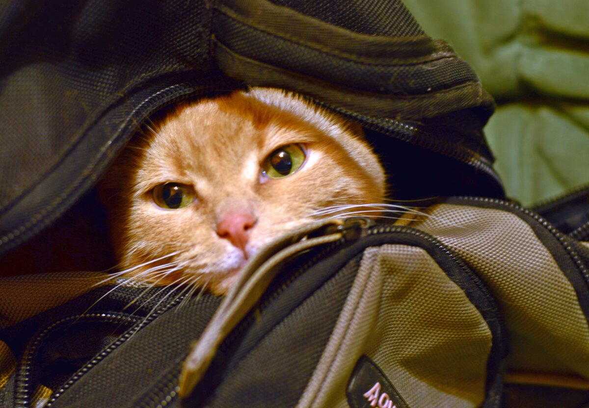 Космос быстро влез в рюкзак, догадался, что да как: ехать хочет он на дачу, чуть не плачет, вот чудак!