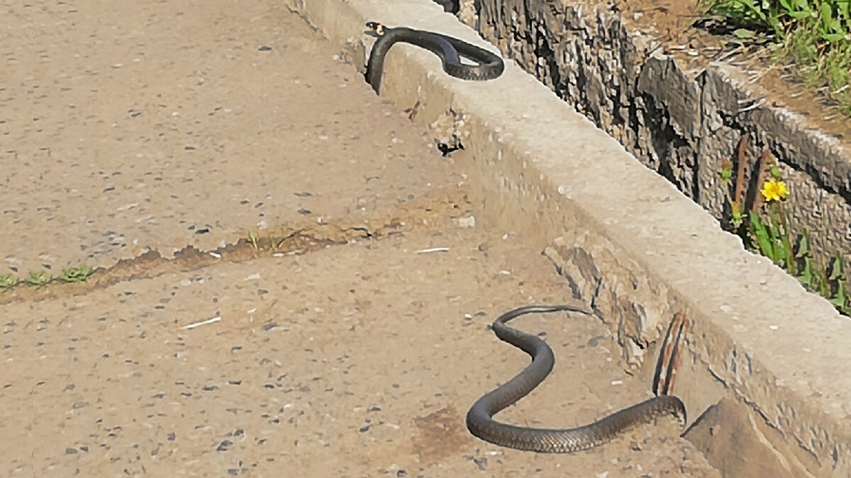 Ползают ли змеи. Приморско Ахтарск змеи. Змея ползет. Змейка на улице.