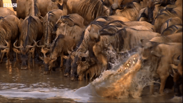 Это гну (антилопа) её вес 250 кг, а теперь представь что будет с человеком