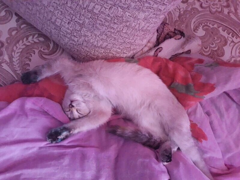 Фото: PP.USERAPI.COM