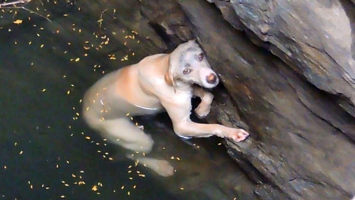 Спасутся люди видео. Собака тонет. Собака в воде.