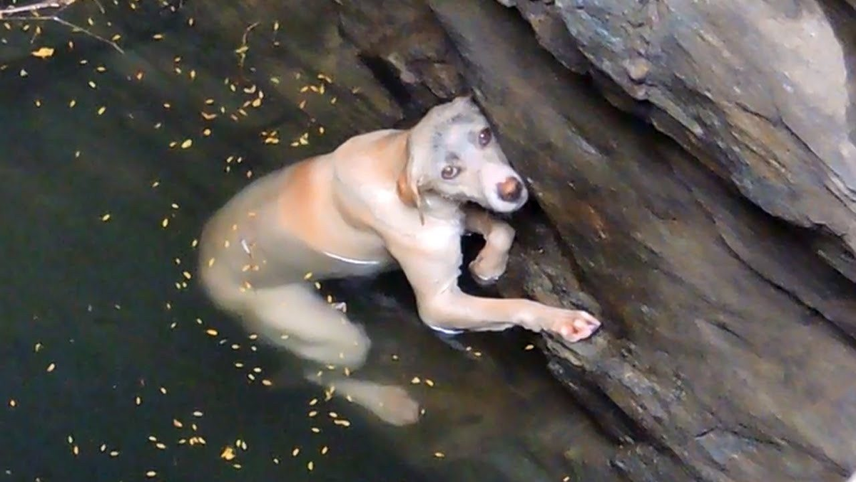 Сонник спасти собаку. Собака тонет. Собака в воде.