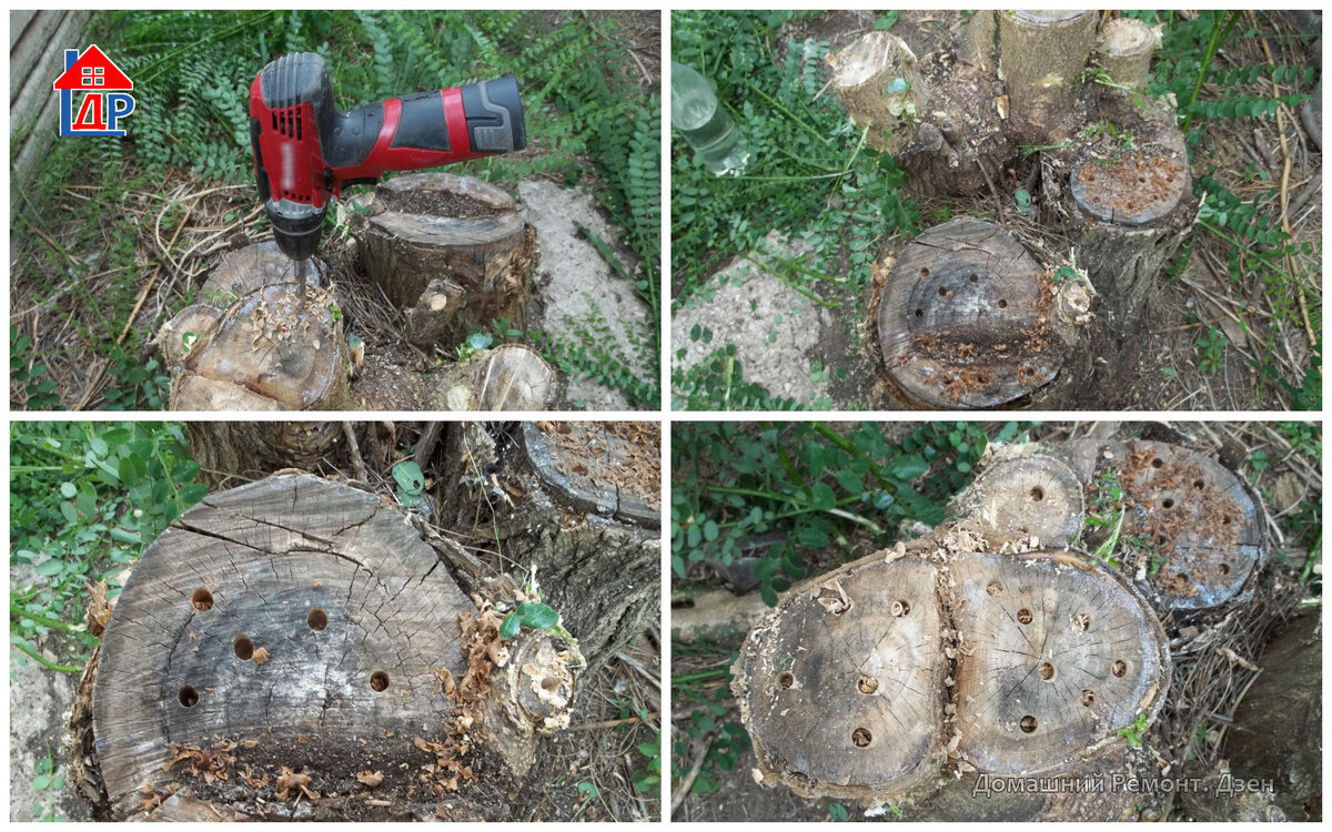 Пеньки уже подсохли