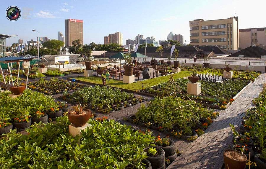 Огород в городе 