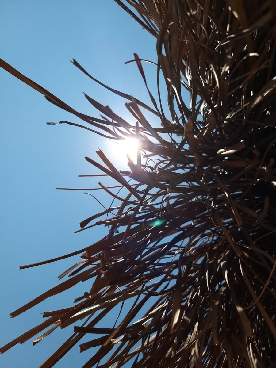 Турецкое солнце. 