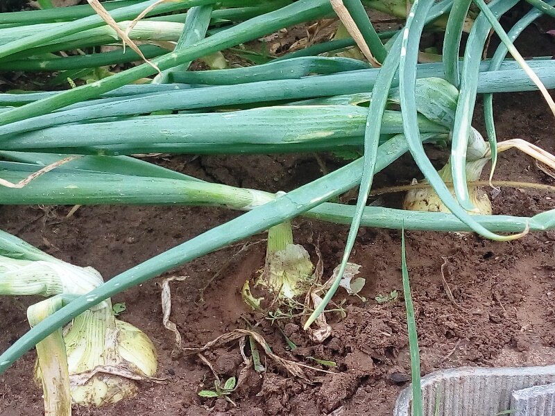 Если перо лука само не полегает, то его нужно уложить принудительно, перегнув в шейке