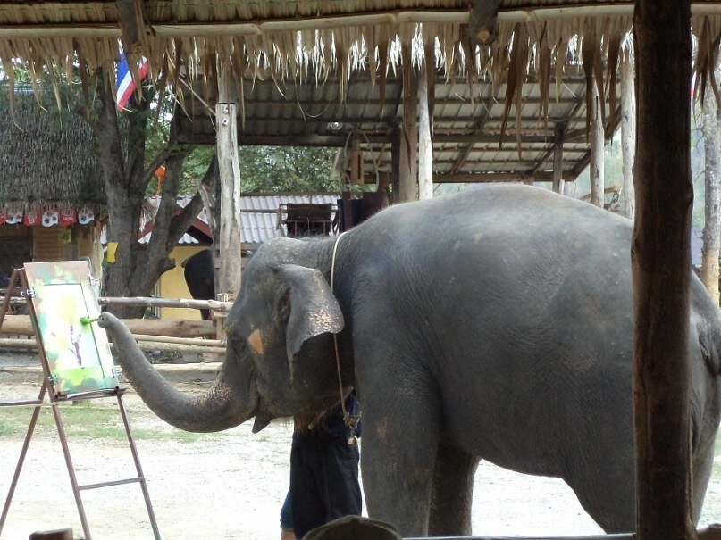 Вырасти слона. Мучения слонов в Тайланде. Черный слон катания. Слоновья вечеринка 18.