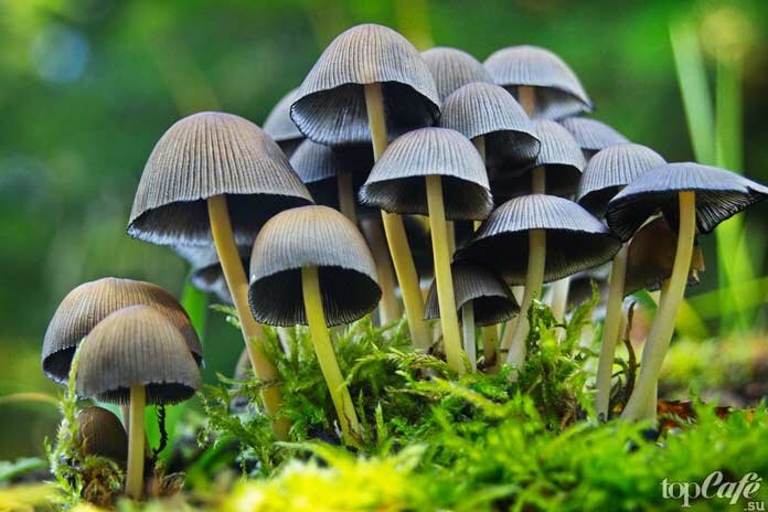 Псилоцибиновые грибы: 7 основных признаков