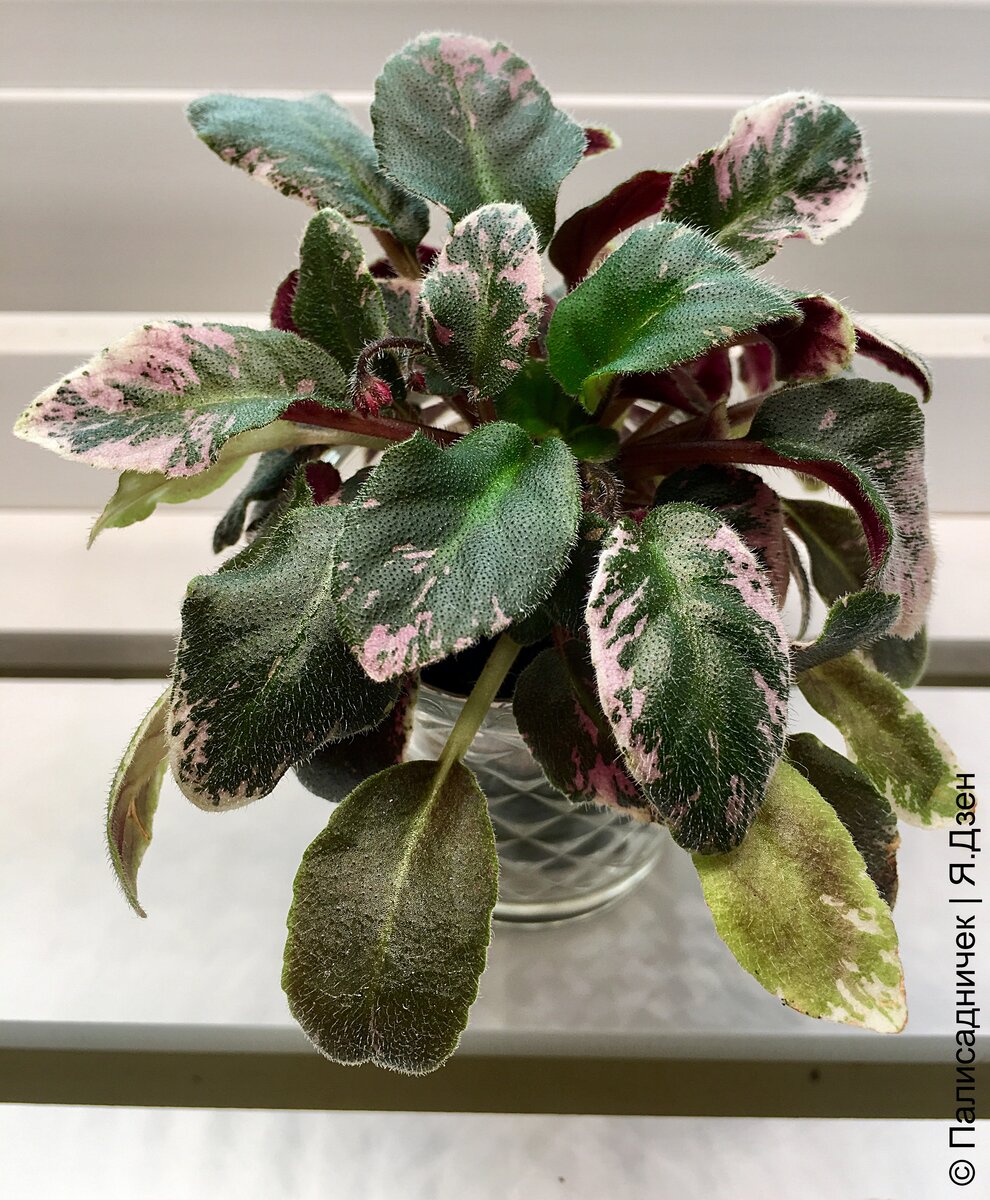 Под лампой живёт конечно.