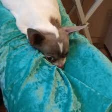 А это вторая собака - Фонарик (Чихуахуа мелкий стандарт; самец)