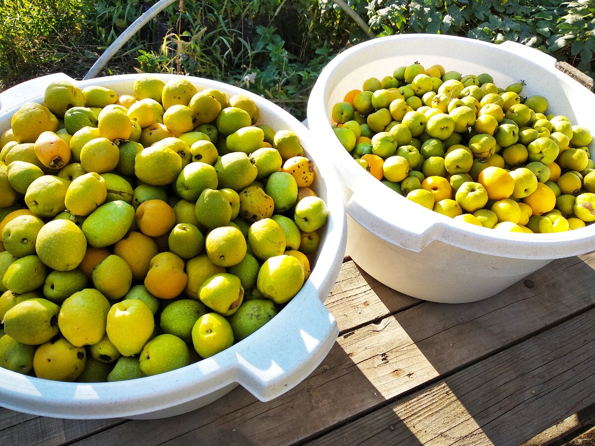 Урожай японской айвы в этом году