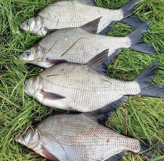 Речные красавцы