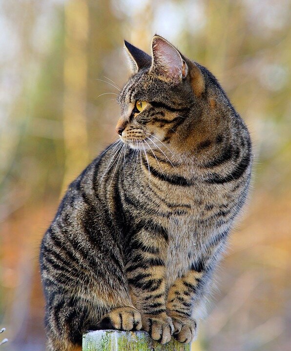 https://pixabay.com/photos/cat-female-fur-mackerel-watch-1940487/