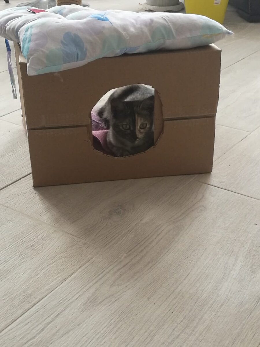 Все котики любят коробки
