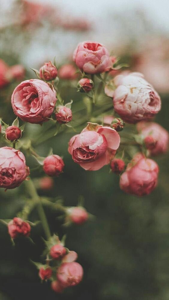 https://www.pinterest.com/pin/141370875790169869/