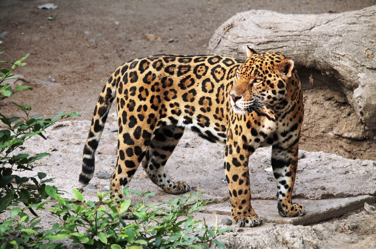 Самое южное животное в мире. Леопард Оцелот Ягуар. Ягуар Panthera onca. Мексиканский Ягуар. Ягуар Южная Америка.