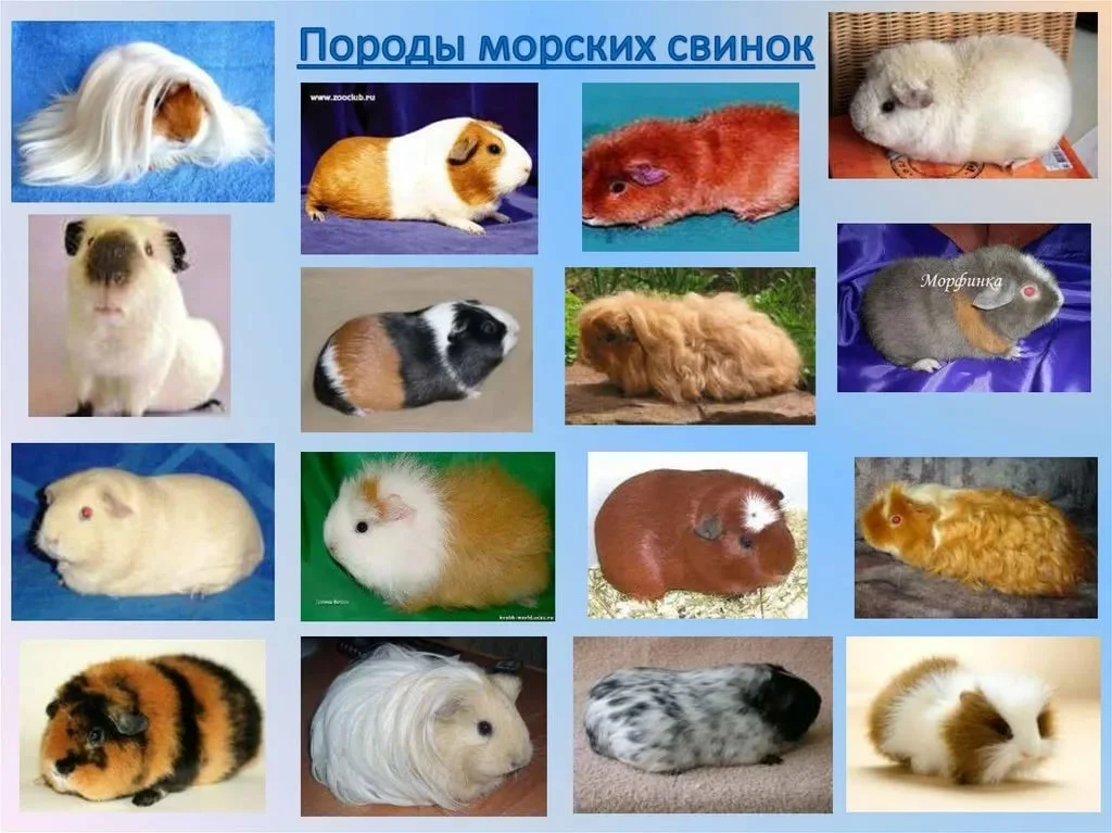 Ответы Mail.ru: Как уговорить купить маму и папу морскую свинку на новый год?