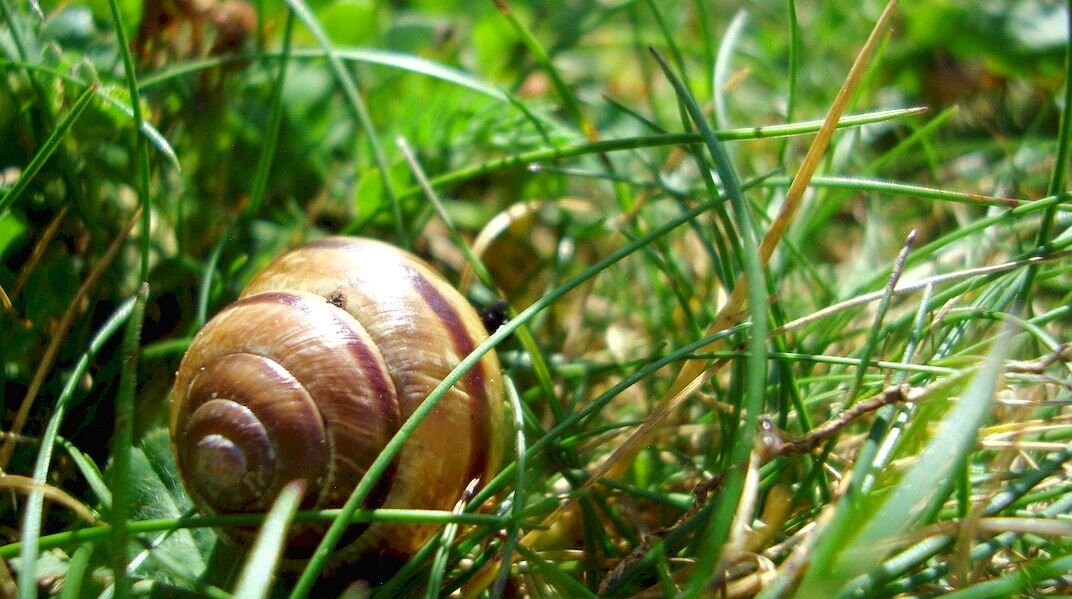 Улитки на участке