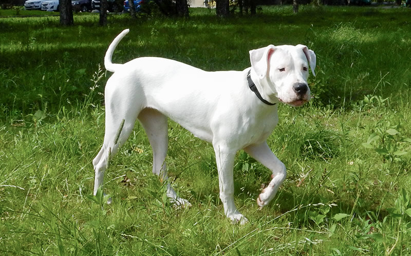 Героиня статьи- аргентинский дог Мия. Фото: А. Смирнов. 